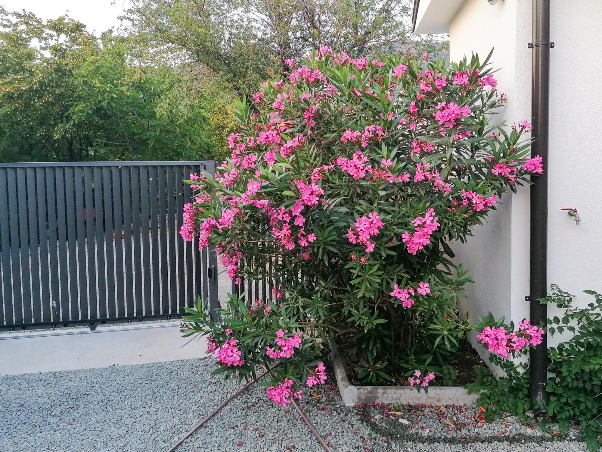 Apartment Lavanda Sa Bazenom I Okucnicom 4*